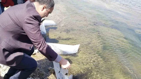 Kütahya'da Sazan Yavrusu Bırakıldı