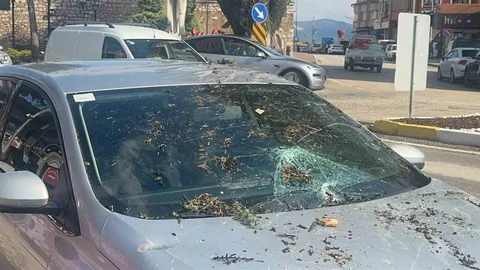 Isparta'da Fırtına Sonrası Ağaç Devrildi