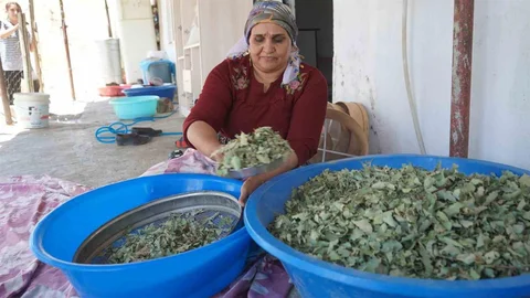 Şırnak'ta Kudret Helvası Bolluğu