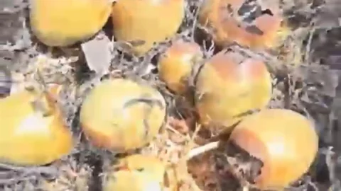 Gaziantep'te Otluk Yangını Zarar Verdi