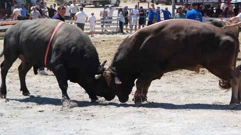 Ege'nin Pehlivan Boğaları Arenada Mücadele Etti