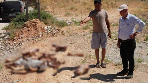 Gaziantep'te At Kafatası Bulundu