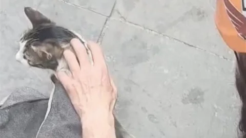 Eskişehir'de Sıkışan Kedi Kurtarıldı