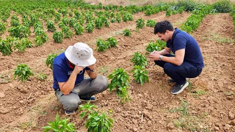 Başmakçı'da Sebze Alanları Kontrol Edildi