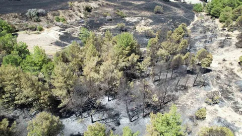 Adıyaman'da Orman Yangını Sonrası Zarar Tespit Edildi