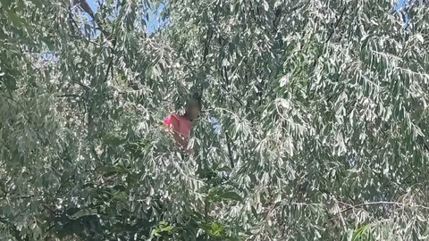 Sivas'ta Ağaçta Mahsur Kalan Çocuk Kurtarıldı