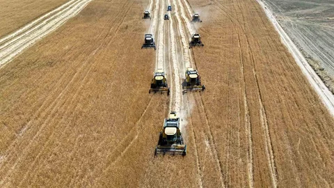 Erzincan'da Hububat Hasadı Başladı