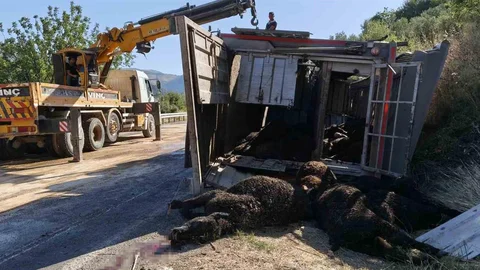 Mersin'de Tır Devrildi, Hayvanlar Telef Oldu