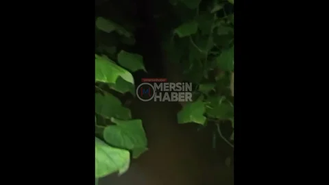 Mersin'de Şiddetli Yağmur Seraları Etkiledi