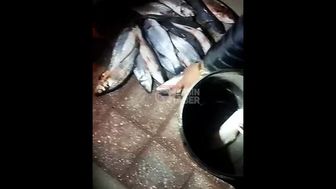 Silifke'de Balık Çiftliği Patladı, Levrekler Kıyıya Vurdu