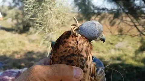 Mersin'de Suriyelilerden Kan Donduran Şahin Avcılığı