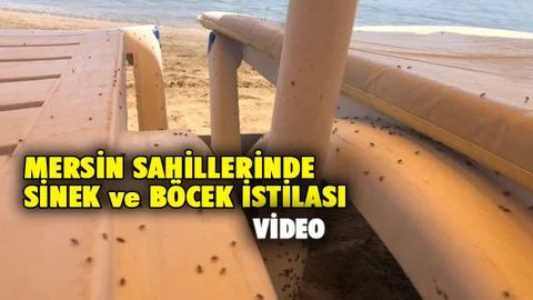 Mersin Sahillerinde Böcek ve Sinek İstialsı