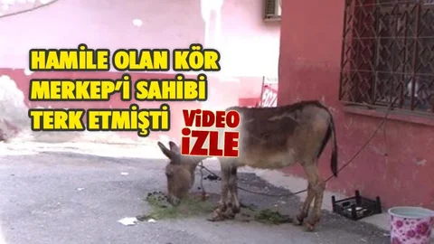 Tarsus'ta Mahalleli Sahipsiz Merkep’e Sahip Çıktı