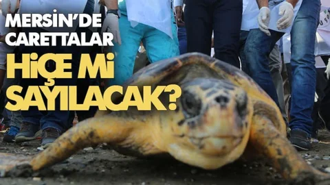 Mersin'de Caretta Carettalar Hiçe Mi Sayılacak? Yumurta Bıraktıkları Sahilde Festival Yapılacak