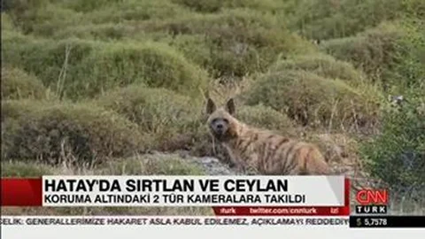 Nesli Tehlike Altında Olan Çizgili Sırtlan ve Dağ Ceylanı Hatay'da Görüntülendi...