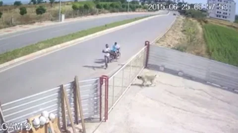 Havlayan Köpeğe Defalarca Silahla Ateş Ederek Öldüren Cani