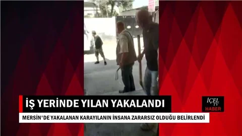 İşyerinde Yılan Paniği
