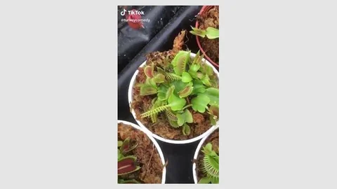 Sineklerle Başı Dertte Olanlar! Sinekle Mücadelede Doğal Bir Buluş