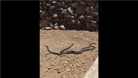 Anamur'da Yılanların Dansı Kameralara Yansıdı