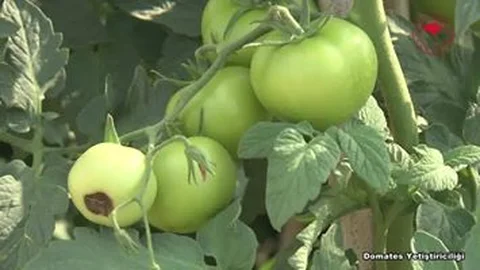 Domates Yetiştiriciliği