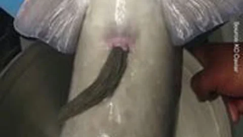 Video İçerik: Mersin Balığından Havyar Toplama İşlemi