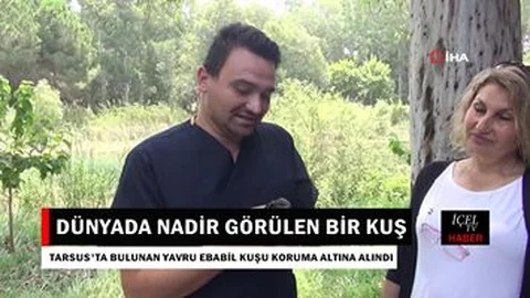 Mersin'de Bulunan Yavru Ebabil Koruma Altına Alındı