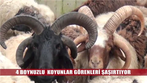 Tarsus'un 4 boynuzlu koçları