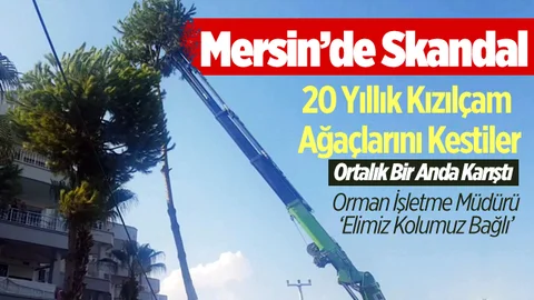 Mersin'de 20 yıllık Kızılçam Ağaçları Kesildi
