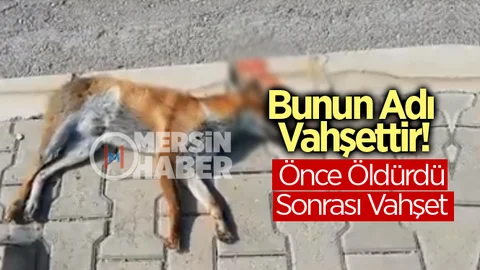 Mersin'de Vahşet!