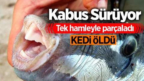 Mersin'de Balon Balığı Kabusu Devam Ediyor