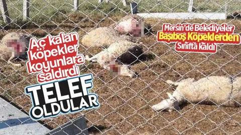 Mersin'de Başıboş Köpek Dehşeti