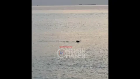 Silifke'de Akdeniz Foku Keyfi