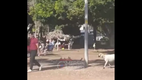 Mersin'de Koyunlu Tatil Keyfi