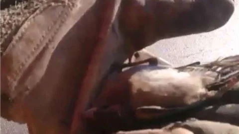 Ayağı sıkışan kuş, itfaiyeyi alarma geçirdiİ