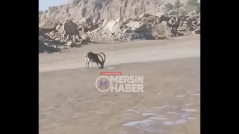 Mersin'de Yaban Keçisi İnşaat Sahasında Görüntülendi