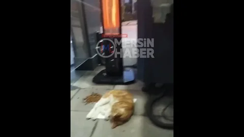 Mersin'de Yavru Kediye Sıcak Yuva Sağlandı