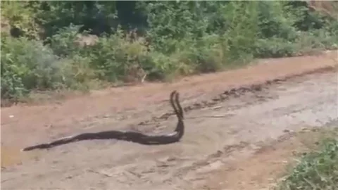 Tarsus'ta yılanların dansı