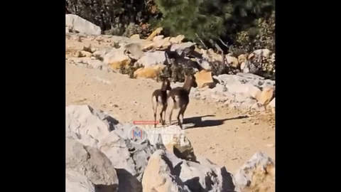 Silifke Zirvesinde Dağ Keçileri Görüntülendi