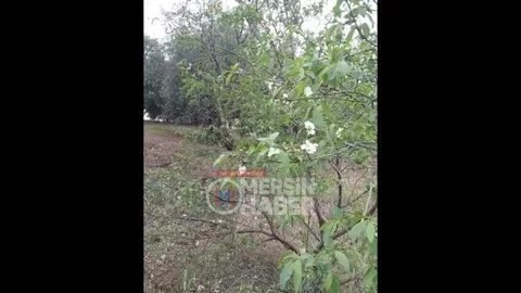 Mersin'de Aralık Ayında Badem Ağaçları Çiçek Açtı