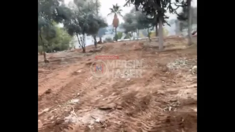 Mersin'de Zeytin Ağaçlarına Müdahale İddiası