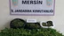 Mersin Bozyazı ilçesinde Uyuşturucu Madde Yetiştiren Bir Kişi Yakalandı