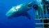 Meksika Açıklarında Görülen Dev Köpek Balığı Şaşırttı