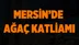 Mersin'de Ağaç Katliamı