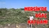 Mersin'de Ağaç Katliamı