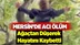 Mersin'de Acı Ölüm! Ağaçtan Düşerek Hayatını Kaybetti