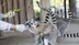Tarsus Doğa Parkı’nın Sevimli Üyesi Lemur, Ender Görülen Bir Doğumla İki Yavru Dünyaya Getirdi