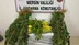 Mersin’de Evlerinde ve Ormanlık Alanda Yasadışı Kenevir Yetiştiren Şahıslara Operasyon