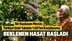 Tarımsal Üretimde Birçok Ürüne Ev Sahipliği Yapan Mersin’de Ürün Hasatları Devam Ediyor, İlk Kayısı Mut’ta Daldan Koparıldı