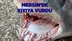 Mersin’de Nesli Tükenmekte Olan Yüzgeçli Köpek Balığı Kıyıya Vurdu