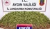 Aydın Nazilli'de Uyuşturucu Operasyonu Sonucu 208 Kök Kenevir Ele Geçirildi